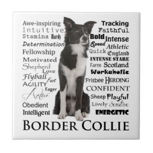 Border Collie Personality Traits Ceramic Tile