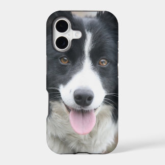 Border Collie Phone Case