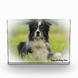 Border Collie Photo Block