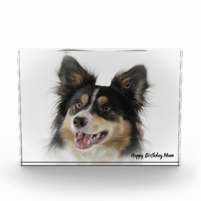 Border Collie Photo Block (Front)