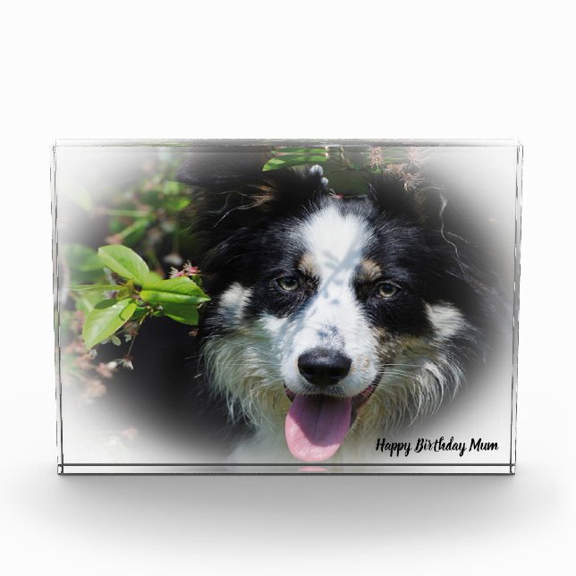 Border Collie Photo Block (Front)