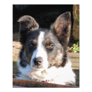 BORDER COLLIE PHOTO PRINT