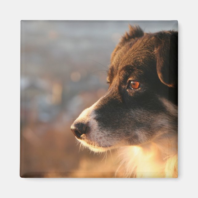 Border Collie Photos Square Magnet (Front)