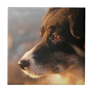 Border Collie Photos Tile