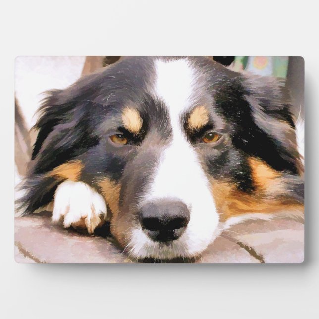 BORDER COLLIE PLAQUE (Front)