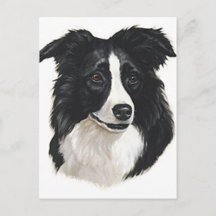 Border Collie Portrait Postcard