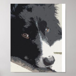 Border collie portrait poster