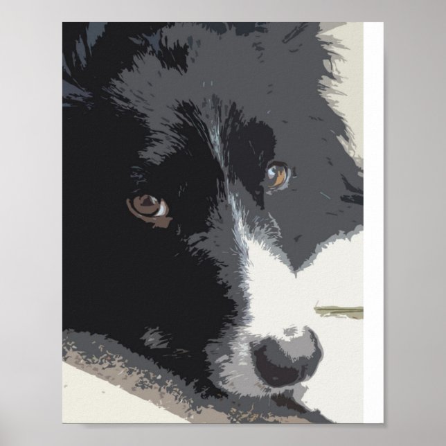 Border collie portrait poster (Front)