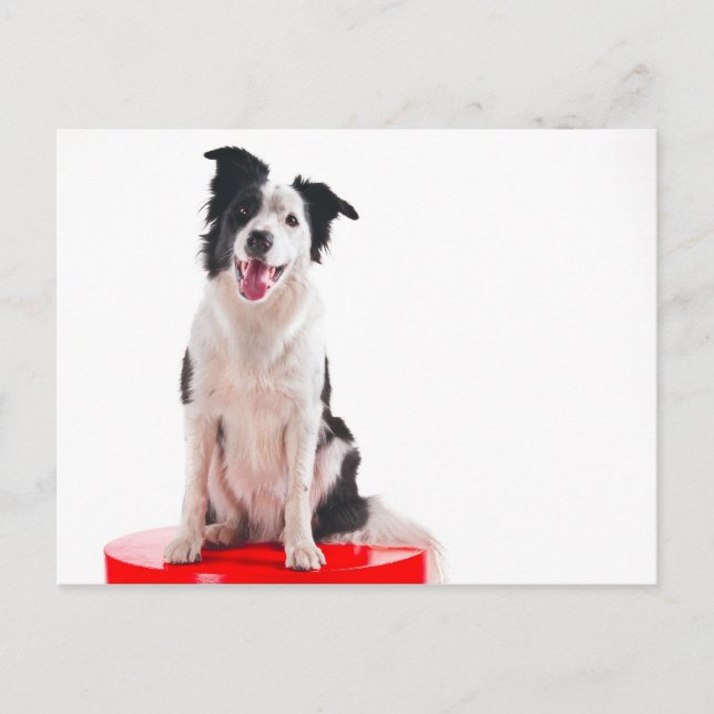 Border collie postcard (Front)