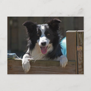 border collie postcard