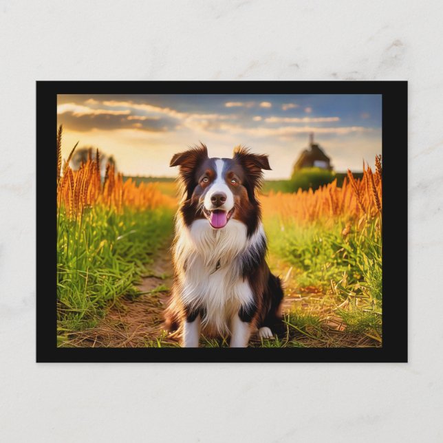 Border Collie  Postcard (Front)
