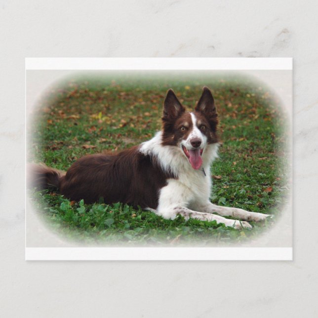 Border Collie Postcard (Front)