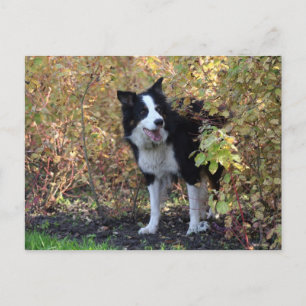 border collie postcard