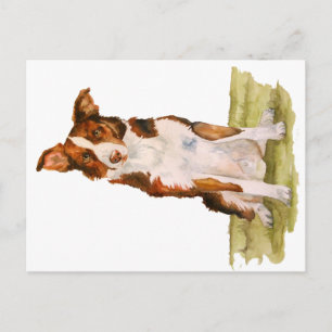 Border Collie Postcard