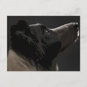 Border collie postcard
