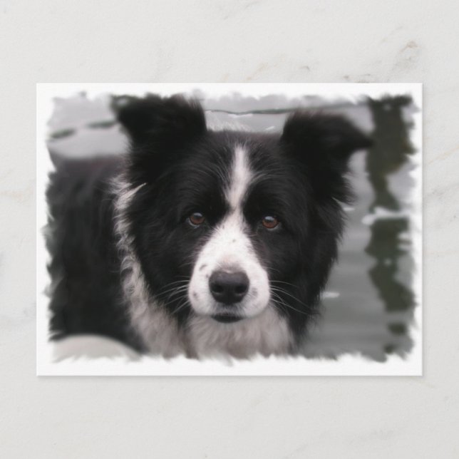 Border Collie Postcard (Front)