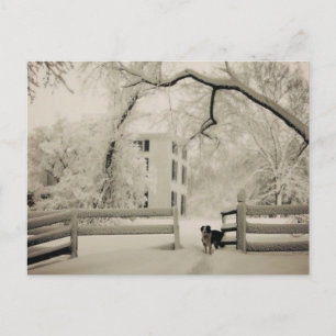 Border collie postcard