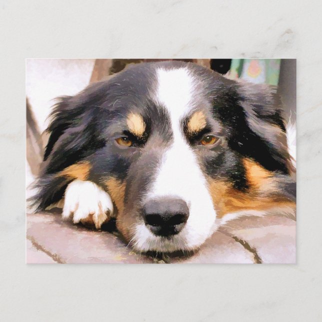 BORDER COLLIE POSTCARD (Front)