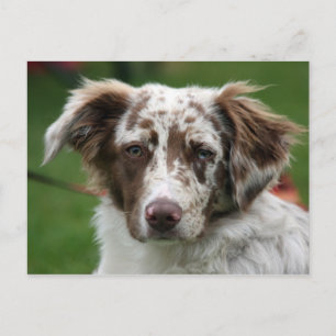 border collie postcard