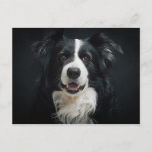border-collie postcard