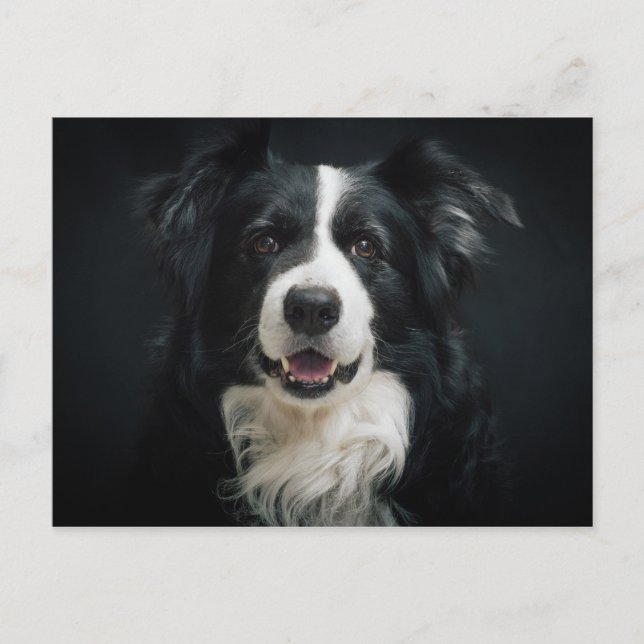 border-collie postcard (Front)