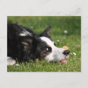 border collie postcard