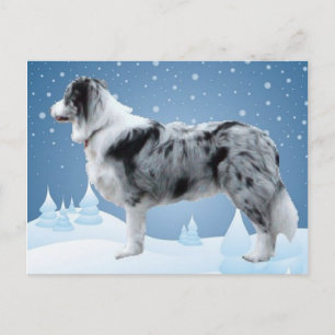 Border Collie postcard~Christmas Holiday Postcard