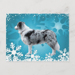 Border Collie Postcard~Christmas Holiday Postcard