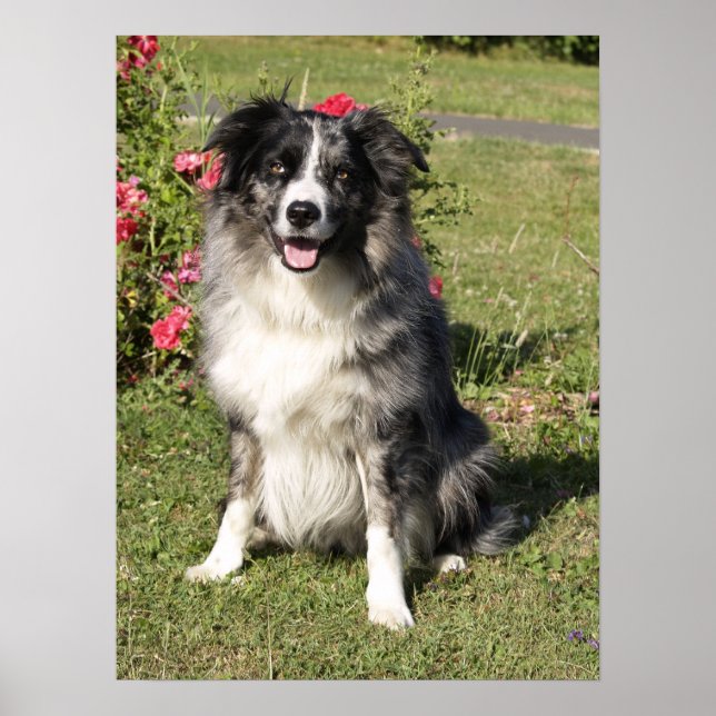 Border Collie Poster (Front)