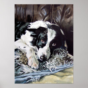 Border Collie Poster