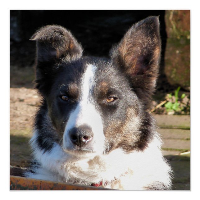 BORDER COLLIE POSTER (Front)