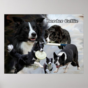 border collie poster