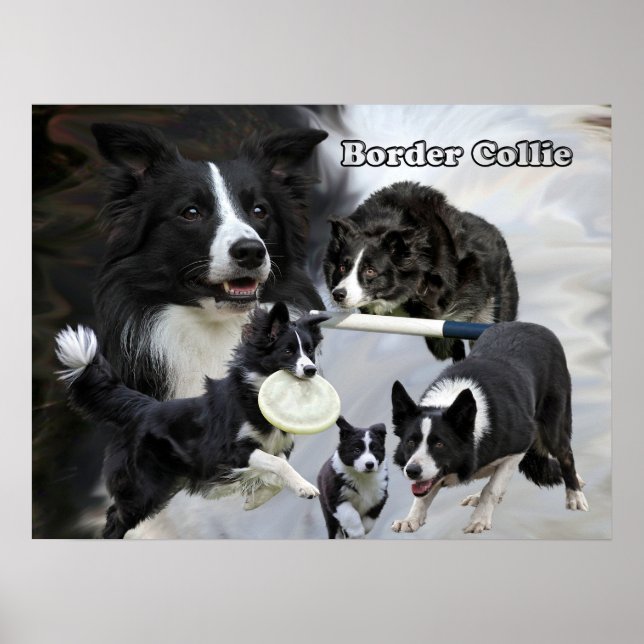 border collie poster (Front)