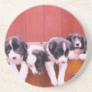 Border Collie Puppies Dog Animal Coaster