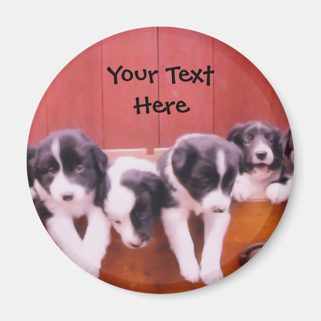 Border Collie Puppies In Drawer Magnet (Front)