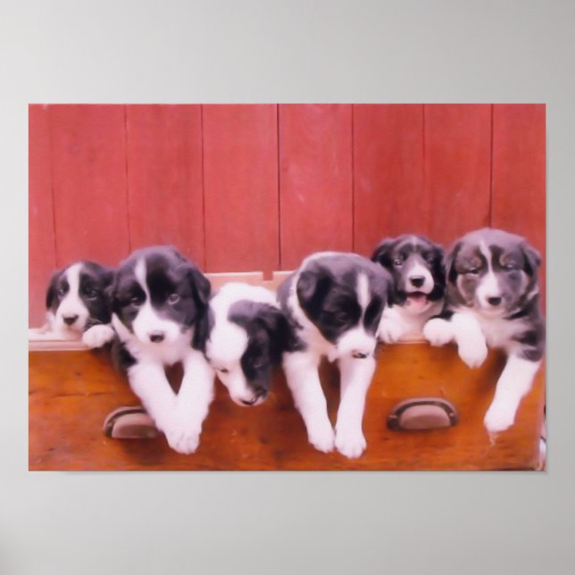 Border Collie Puppies In Drawer Painting Poster (Front)