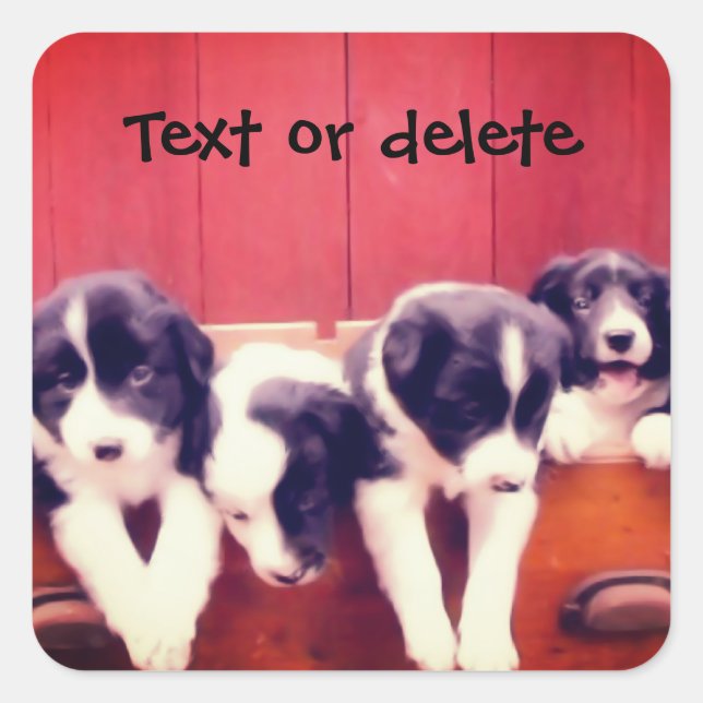 Border Collie Puppies In Drawer Personalized Square Sticker (Front)