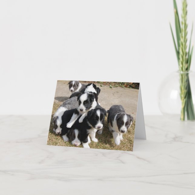 Border Collie Puppies Note Card (Front)