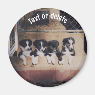 Border Collie Puppies Personalized Magnet