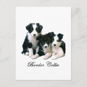 Border Collie Puppies Postcard