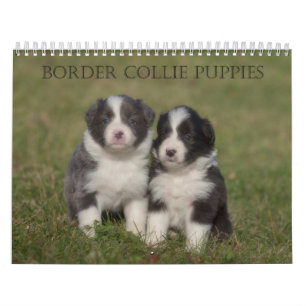 Border Collie Puppies wall calendar