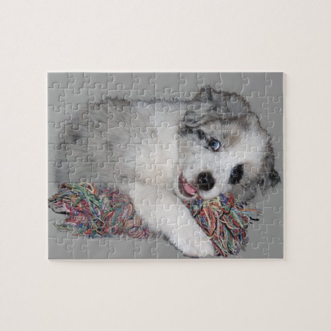 border collie puppy blue merle jigsaw puzzle (Horizontal)
