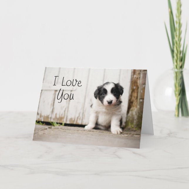 Border Collie Puppy Card (Front)