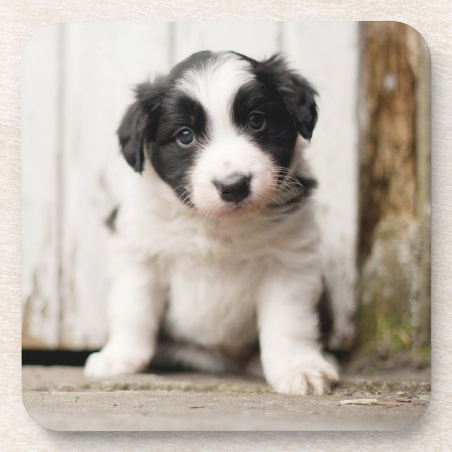 Border Collie Puppy Coaster (Front)