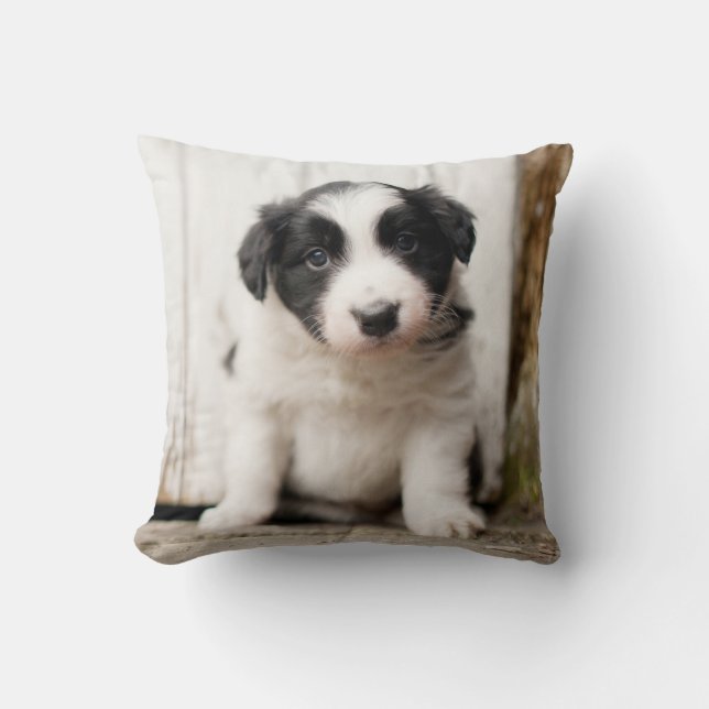 Border Collie Puppy Cushion (Front)