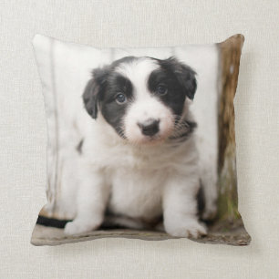 Border Collie Puppy Cushion