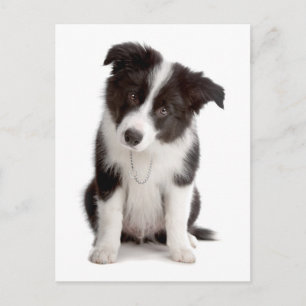 Border Collie Puppy Dog Blank Greeting Post Card