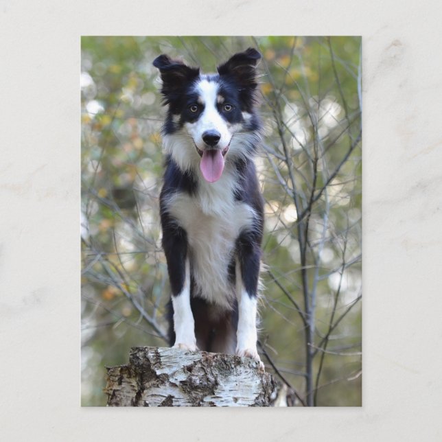 Border Collie Puppy Dog - Blank, Hello, Love Postcard (Front)