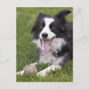 Border Collie Puppy Dog - Blank, Hello, Love, Postcard