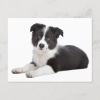 Border Collie Puppy Dog - Blank, Hello, thank you